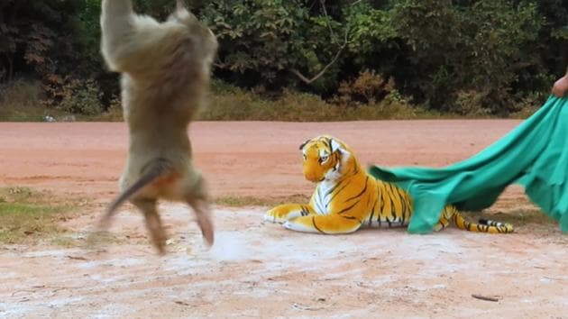 Prank dog deals with tiger