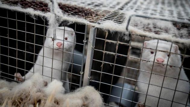 According to the scientists, the virus was first diagnosed on two mink farms in late April of 2020 in the Netherlands. (Reuters) According to the scientists, the virus was first diagnosed on two mink farms in late April of 2020 in the Netherlands. (Reuters)