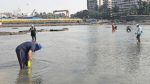 A survey was undertaken on Thursday at a coral colony site at Haji Ali. (HT Photo) A survey was undertaken on Thursday at a coral colony site at Haji Ali. (HT Photo)