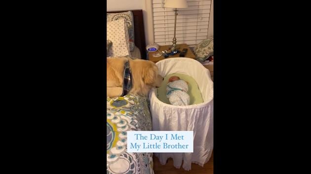 The doggo sitting by and staring at his little brother.(Instagram/@hinckleyparks)