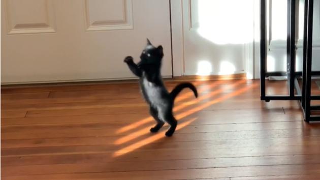 The kitty, it seems, is trying to catch light. (Reddit) The kitty, it seems, is trying to catch light. (Reddit)