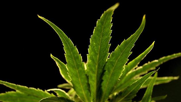 As Joe Biden takes office in January and the makeup of Congress continues to reflect a divided nation, marijuana may end up being the one issue almost everyone can agree on. (AP) As Joe Biden takes office in January and the makeup of Congress continues to reflect a divided nation, marijuana may end up being the one issue almost everyone can agree on. (AP)