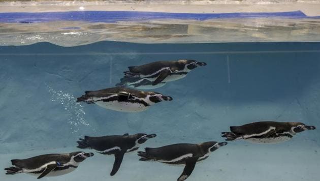 Humboldt Penguins swim in their enclosure at the (Veermata Jijabai Udyan) Byculla zoo in Mumbai.(Kunal Patil/HT Archive)