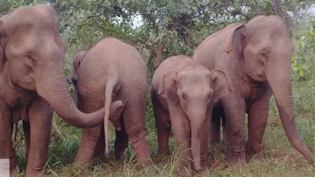 The police with the help of local forest officials drove the herd of elephants away into the adjacent forest areas.(SOURCED/Vizianagaram district administration.) The police with the help of local forest officials drove the herd of elephants away into the adjacent forest areas.(SOURCED/Vizianagaram district administration.)