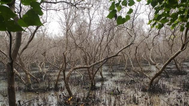 The mangrove area at Mahul-Wadala.(Photo: Vanashakti, SEAP)