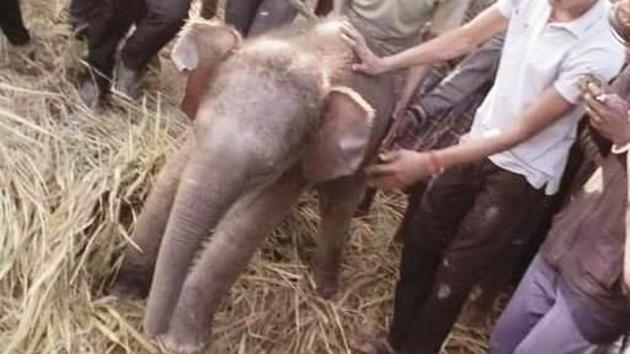The rescued calf in Lipia. (Sourced) The rescued calf in Lipia. (Sourced)
