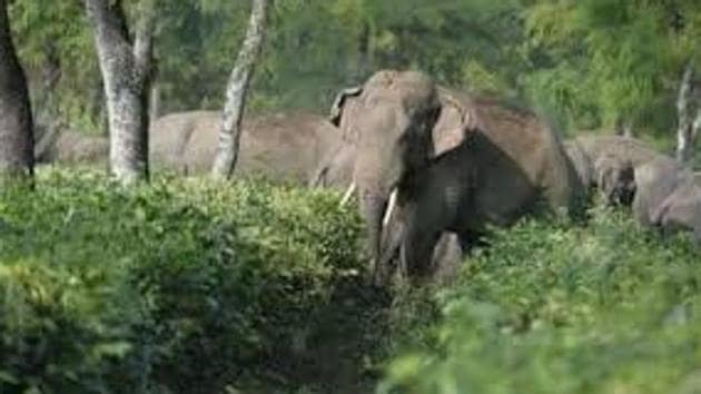 The initiative came after the Calcutta High Court in September took suo moto cognizance of reports of elephant electrocution in the state. In October, the division bench of the HC passed orders to stop elephant deaths by electrocution. (HT file photo)