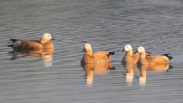 Ruddy Shelduck birds at the Sukhna Lake. A plan to manage Sukhna Lake, including monitoring migratory birds, is being drawn up by World Wide Fund For Nature. (HT photo) Ruddy Shelduck birds at the Sukhna Lake. A plan to manage Sukhna Lake, including monitoring migratory birds, is being drawn up by World Wide Fund For Nature. (HT photo)