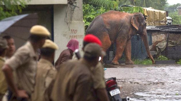An elephant calf fell into a low deep well in paddy farmland but was rescued safely by a forest department team with the help of local villagers(AP| Representative Image)