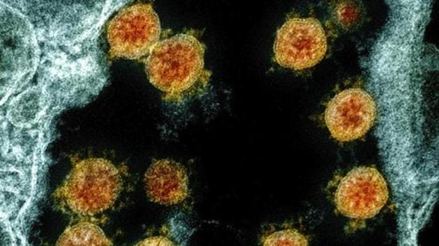 The research suggests that while the mutant virus is much better at infecting hosts, it doesn’t cause significantly worse illness (AP photo) The research suggests that while the mutant virus is much better at infecting hosts, it doesn’t cause significantly worse illness (AP photo)