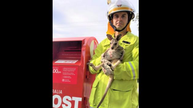 The image shows a firefighter holding the rescued baby kangaroo.(Facebook/@Queensland Fire and Emergency Services - QFES) The image shows a firefighter holding the rescued baby kangaroo.(Facebook/@Queensland Fire and Emergency Services - QFES)