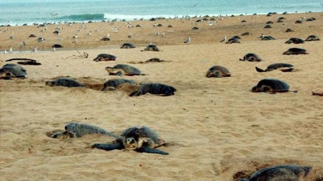 Olive Ridley turtles during a nesting season at the Rushikulya river mouth beach in Ganjam district of Orissa .(PTI FILE PHOTO) Olive Ridley turtles during a nesting season at the Rushikulya river mouth beach in Ganjam district of Orissa .(PTI FILE PHOTO)