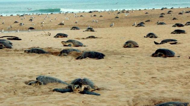 Named after English biologist Henry Nicholas Ridley who first reported the sighting of the turtles in Brazil in 1887, the omnivorous Olive Ridleys are among the smallest of the marine turtle species in the world.(PTI PHOTO.) Named after English biologist Henry Nicholas Ridley who first reported the sighting of the turtles in Brazil in 1887, the omnivorous Olive Ridleys are among the smallest of the marine turtle species in the world.(PTI PHOTO.)
