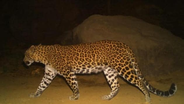 The leopard was one-month pregnant with three unborn cubs. (HT Photo) The leopard was one-month pregnant with three unborn cubs. (HT Photo)