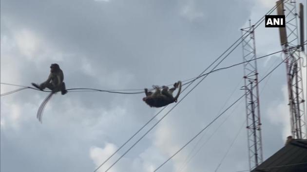 Monkeys have created a huge menace for the people living in Kalpetta Municipality.(Twitter/@ANI) Monkeys have created a huge menace for the people living in Kalpetta Municipality.(Twitter/@ANI)