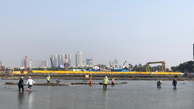 Survey being undertaken at coral colony sites near Haji Ali, for the Coastal road project. (HT File) Survey being undertaken at coral colony sites near Haji Ali, for the Coastal road project. (HT File)