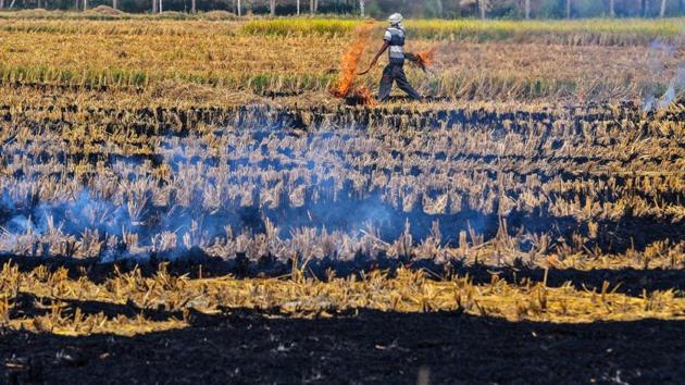 Despite a ban, workers continue to burn the stubble at a village nearby in Ludhiana. (HT file photo)