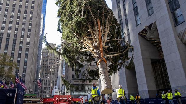 The 2020 Rockefeller Center Christmas tree, a 75-foot tall Norway Spruce that was acquired in Oneonta, N.Y., is suspended by a crane as its is prepared for setting on a platform at Rockefeller Center.(AP)