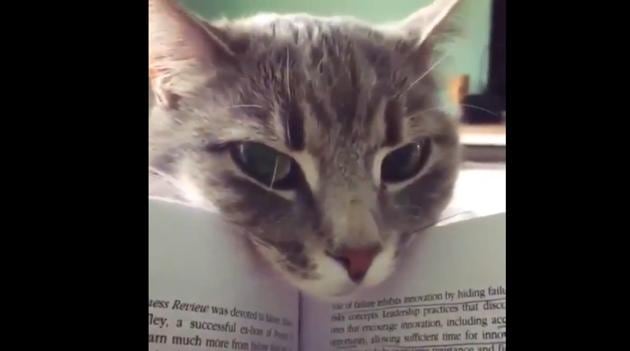 Funny Cat  Videos: You Really Should Be Watching More of Them
