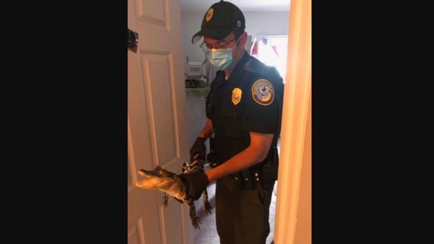 This image shared on Facebook shows an officer holding the alligator in his hands.(Facebook/NH Fish and Game Law Enforcement Division and Operation Game Thief) This image shared on Facebook shows an officer holding the alligator in his hands.(Facebook/NH Fish and Game Law Enforcement Division and Operation Game Thief)