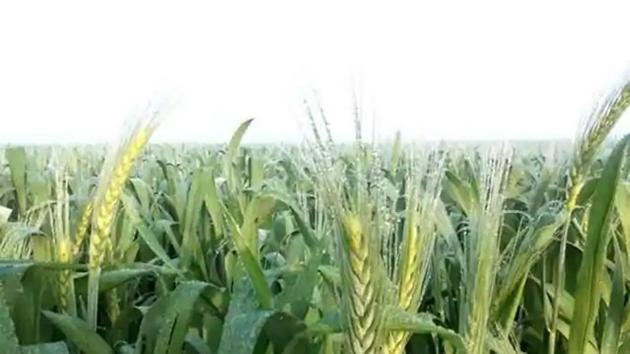 As per farmers, hailstorm was reported in parts of Karnal, Hisar, Rohtak, Fatehabad and Bhiwani, which damaged several acres of standing crop, especially mustard and vegetables. (Representational picture) As per farmers, hailstorm was reported in parts of Karnal, Hisar, Rohtak, Fatehabad and Bhiwani, which damaged several acres of standing crop, especially mustard and vegetables. (Representational picture)