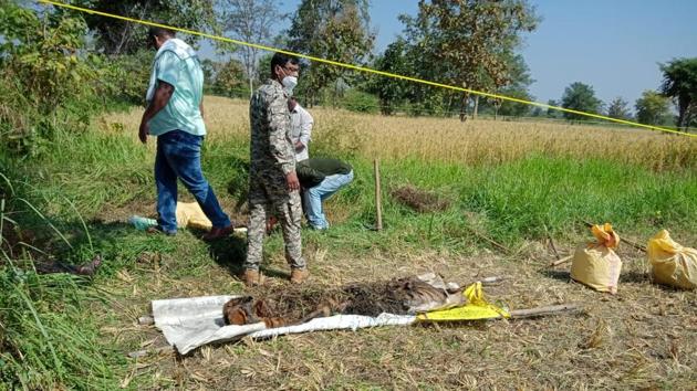 Some portions of the tiger’s carcass, including one hind leg, claws, nails, and a portion of the forehead were still missing.(Sourced: Maharashtra forest department) Some portions of the tiger’s carcass, including one hind leg, claws, nails, and a portion of the forehead were still missing.(Sourced: Maharashtra forest department)