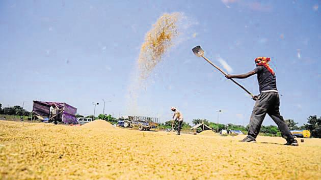 Farmers in some states, especially Punjab, are protesting the farm laws, fearing that these could erode their bargaining power and create a monopoly for big firms in the long run.(Ravi Kumar/HT file photo)