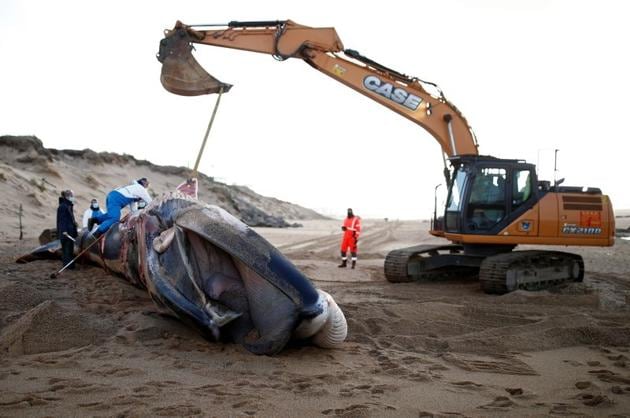 The dead fin whales in the past six weeks have been malnourished and shown evidence of haemorrhaging in the cardiac and respiratory systems.(REUTERS)