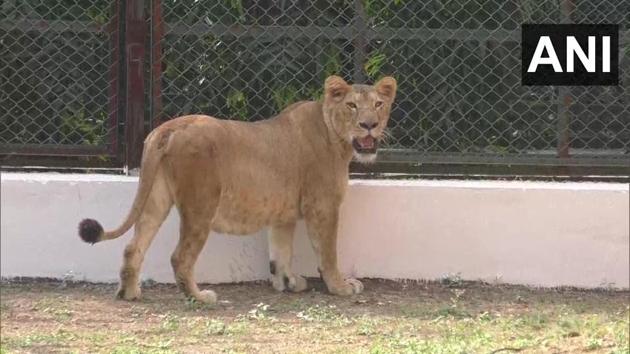The image shows the lioness shifted to Sarthana Zoo in Gujarat.(Twitter/@ANI)