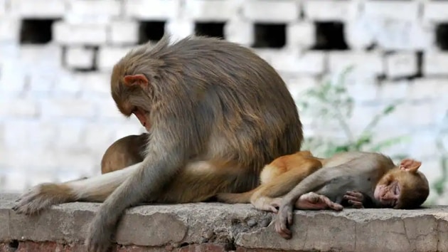 Forest officials suspect some locals, who could not tolerate the menace created by monkeys, could be behind the killings.(HT File Photo)