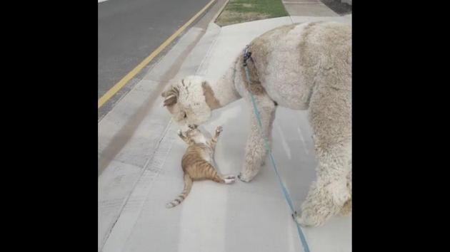 The image shows Alfie, the alpaca, hanging out with a white-and-tangerine furred feline.(Instagram/@alfie_the_alpaca_in_adelaide) The image shows Alfie, the alpaca, hanging out with a white-and-tangerine furred feline.(Instagram/@alfie_the_alpaca_in_adelaide)