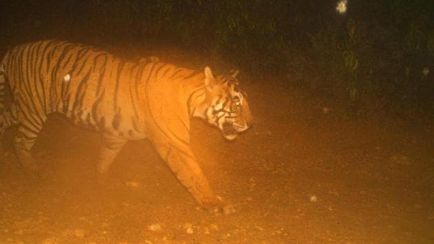 An image of T-38 caught on a camera trap. (Sourced) An image of T-38 caught on a camera trap. (Sourced)