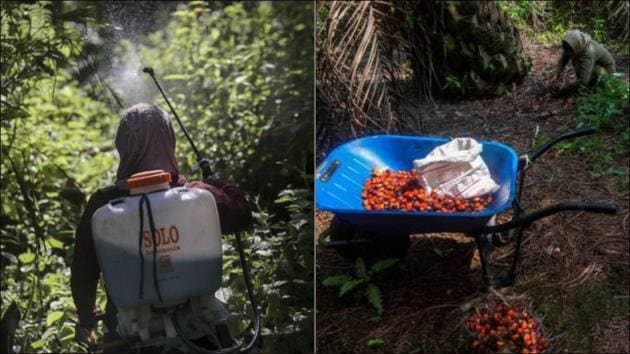 Sexual abuse in palm oil fields linked to top beauty brands in Indonesia (Twitter/LACASAMichigan/izafoodie) Sexual abuse in palm oil fields linked to top beauty brands in Indonesia (Twitter/LACASAMichigan/izafoodie)