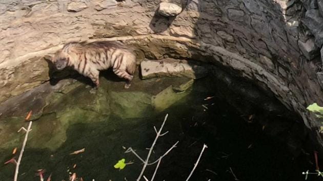 The striped hyena is the only hyena species that is found in the Indian subcontinent and are protected under the Wildlife Protection Act, 1972. (HT PHOTO) The striped hyena is the only hyena species that is found in the Indian subcontinent and are protected under the Wildlife Protection Act, 1972. (HT PHOTO)