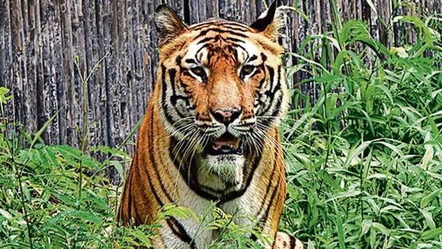 B-2 (Bittu), a 15-year-old male Royal Bengal tiger, was suffering from acute chronic kidney disorder (CKD).(Sonu Mehta/HT Photo)