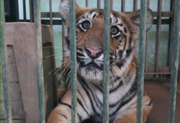The tigress is expected to help improve SGNP’s tiger breeding program. (Maharashtra Forest Department) The tigress is expected to help improve SGNP’s tiger breeding program. (Maharashtra Forest Department)