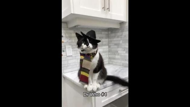 The image shows a black-and-white furred feline dressed up as Doctor Who.(Reddit/@pkkballer22)