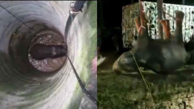 The elephant was given all the necessary attention after being rescued.(Twitter/@ANI)