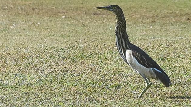 An Indian Pond heron hunting for grubs at the 9th hole fairway of the Panchkula Golf Club.(PHOTO: VIKRAM JIT SINGH)