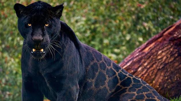 The image shows the big cat named Neron.(Instagram/@thebigcatsanctuaryuk)