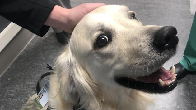 The image shows the dog named Shiloh. (Twitter/@ShariDunawayMD) The image shows the dog named Shiloh. (Twitter/@ShariDunawayMD)