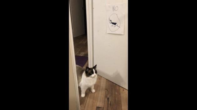 The image was shared on a Twitter account titled Cats Where They Shouldn’t Be. (Twitter/@clairedemaan) The image was shared on a Twitter account titled Cats Where They Shouldn’t Be. (Twitter/@clairedemaan)