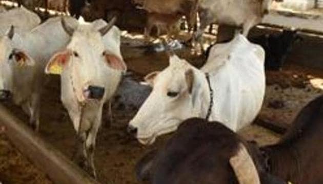 The department was to vaccinate around 60 lakh animals by November-end, but so far, it has only been able to cover around 10 lakh animals.(HT FILE)