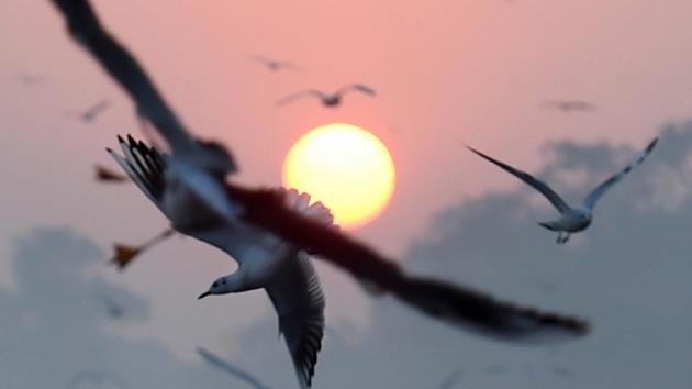 Migratory birds fly over Yamuna river in New Delhi on November 22. “Winter months are January and February but normally cold is felt in December when both maximum and minimum temperatures are under 22 degrees Celsius and 10 degrees Celsius respectively,” Kuldeep Shrivastava, head, regional weather forecasting centre told HT. (Atul Yadav / PTI)