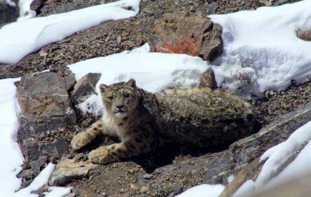 According to the census being conducted by the wildlife wing of the forest department and the Nature Conservation Foundation, Mysuru, 52 snow leopards have been identified in 10 remote sites in Lahaul, Spiti, Chamba and Kinnaur .(Photo: Himachal Forest Dept (Files))