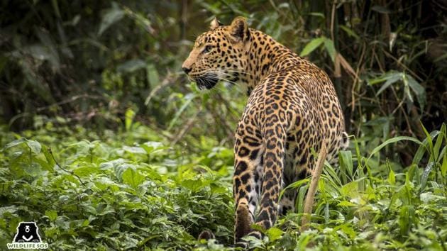 The Wildlife SOS leopard rescue centre is home to over 30 rescued leopards.(Wildlife SOS) The Wildlife SOS leopard rescue centre is home to over 30 rescued leopards.(Wildlife SOS)