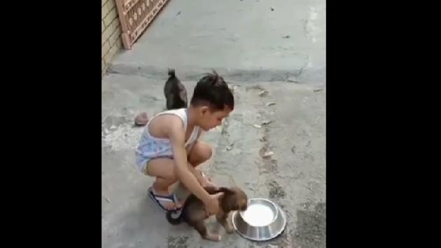 The video shows the kid walking out of a gate with a bowl full of milk.(Instagram/@streetdogsofbombay) The video shows the kid walking out of a gate with a bowl full of milk.(Instagram/@streetdogsofbombay)