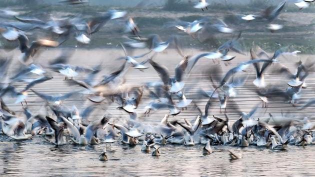 Migratory birds fly over a water body. (representative image)(PTI) Migratory birds fly over a water body. (representative image)(PTI)