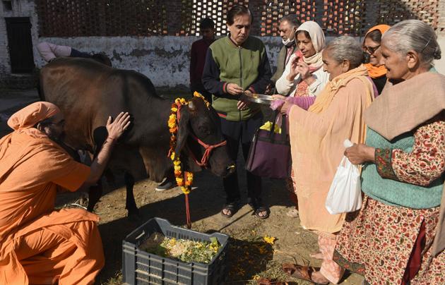 A man along with devotees worship a cow during the Gopashtami festival. Many followers of Hinduism consider cow to a be a scared entity.(AFP)