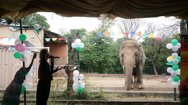A singer performs during a farewell ceremony for Kaavan, an elephant waiting to be transported to a sanctuary in Cambodia, at the Marghazar Zoo in Islamabad, Pakistan.(REUTERS)